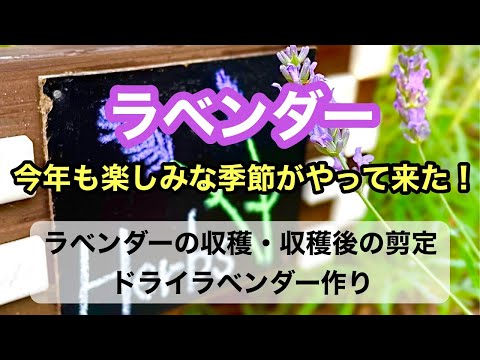 庭に低い生垣や境界線としてラベンダーを植えるにはどうすればよいですか？  庭園
