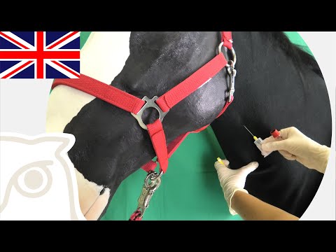 YouTube video about: How much blood does a horse have?