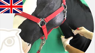 Thumbnail for Blood sampling in horses video