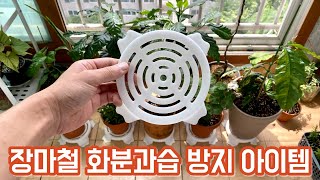 장마철 화분과습 방지 아이템!! 300원으로 화분과습 막을 수 있어요!!