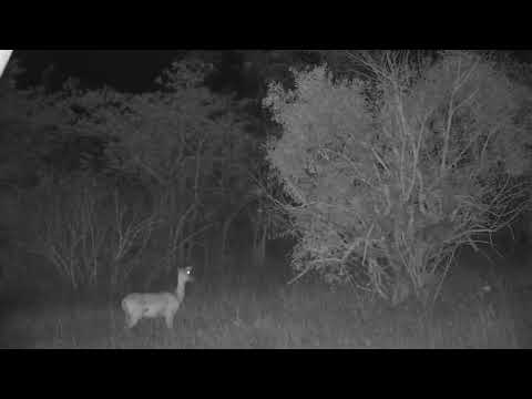 Djuma: Lone Impala female on Open Area is on alert in the windy night - 19:48 - 08/18/2023