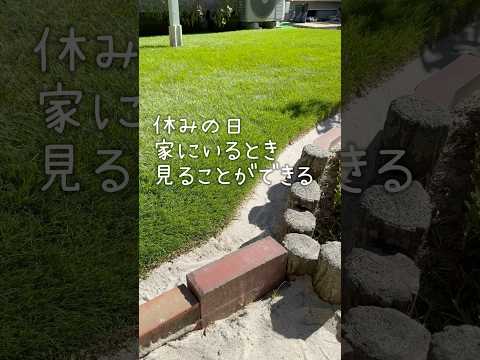 菜園や芝生に大きな白い虫が？それらを取り除き、植物を救う方法は次のとおりです。  庭園