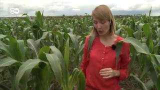 পোকার উপদ্রবে চাষি যখন নাজেহাল