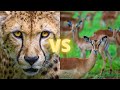Gazelle Vs Cheetah Compilation ANIMAL FIGHT CLUB 2021 Ep 2