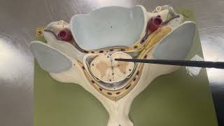 Download the video "spinal cord -2"