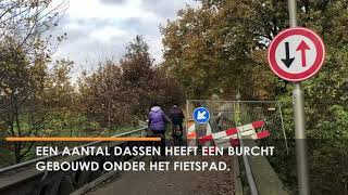 Fietspad tussen Waalwijk en Drunen versmald door dassen