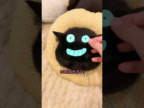 【珠珠的日常】妳見過在黑夜裏能發光的蟑螂嗎？