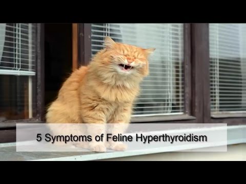 5 Symptoms of Feline Hyperthyroidism