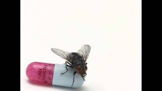 Red Hot Chili Peppers - Police Station