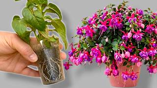 Wish I Knew This Sooner! How to Grow This Lush Fuchsia from a Cutting 🌿 🌺
