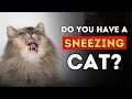 Sneezing Cat? 5 Effective Home Remedies
