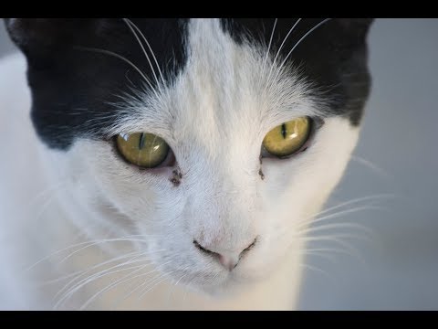 YouTube video about: What to do if my cat has a cold?