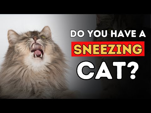 Sneezing Cat? 5 Effective Home Remedies - YouTube