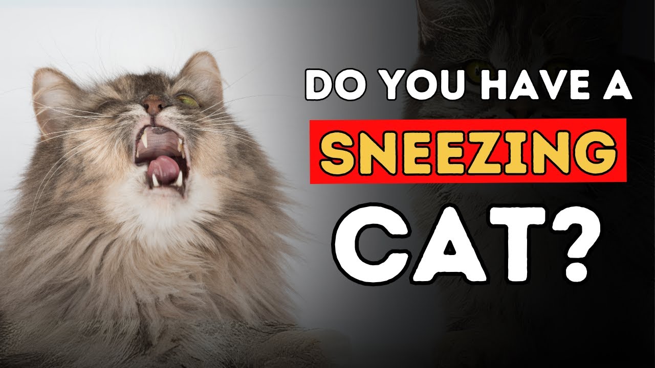 Sneezing Cat? 5 Effective Home Remedies