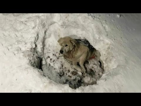 Mishka the Dog - YouTube Video Thumbnail