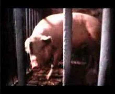 Frajkinclari - Oda gudeki.wmv