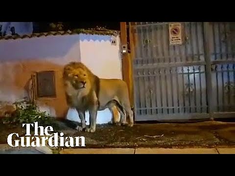 Lion wanders through Italian town after escaping circus