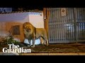 Lion Wanders Through Italian Town After Escaping Circus