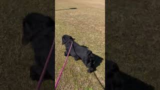 Video preview image #1 Cocker Spaniel-Unknown Mix Puppy For Sale in Monticello, MS, USA