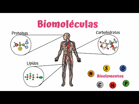 Biomolecules: Carbohydrates, Lipids, and Proteins