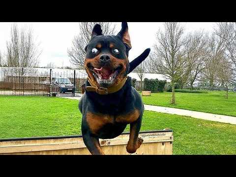 Le plus drôle des rottweilers ! vidéos drôles de chiens 2025