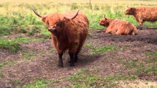 preview picture of video 'Highland Cow Chewing The Cud Perthshire Scotland'