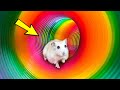 🌈🐹 Hamster Escape Maze: Hamster Cute Pets Maze Best Challenge 😱 #hamsterescape #mazediytraps