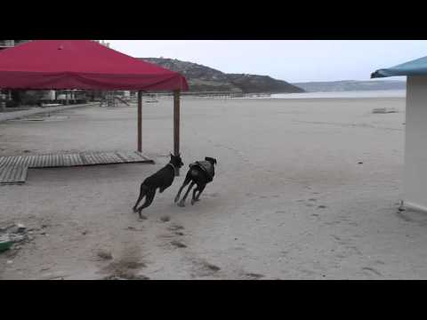 Indi & Garo, Albena, Jan 2012 - 6