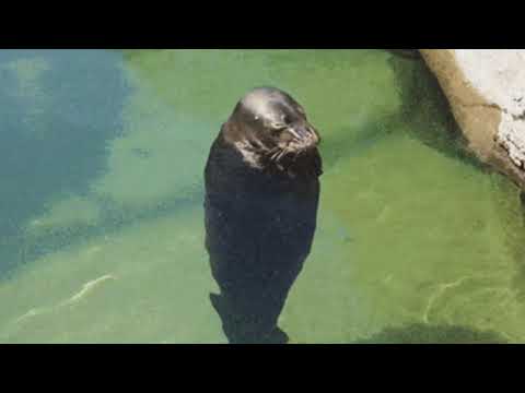 There is no need to be upset (Spinning seal in water [1 hour long])