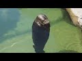 There Is No Need To Be Upset Spinning Seal In Water 1 Hour Long