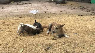 #dogs #doglife #animals #amazingdogs #beautifuldogs #shortvideo #cutedogs #funnydogs