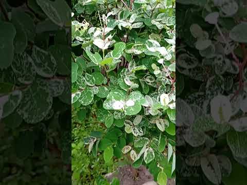 BOM DIA! COM MUITA ALEGRIA 😂😂 CÉLULA RENASCER MACAMBIRA SERGIPE 🧡 VEM RENASCER 🧡