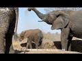 Have You Ever Wondered Why An Elephant Trumpets