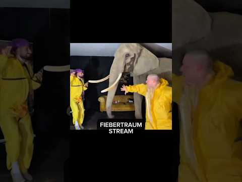 Elefant im Livestream 💔