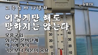 고추농사 이렇게만 해도 망하지는 않는다. 정식 전 과정/고추농사 17년차