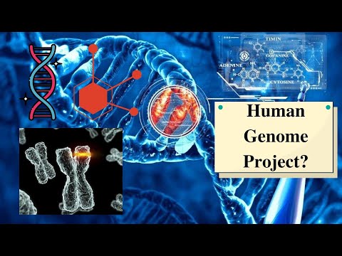 What is the Human Genome Project? How are the chromosomes and gene sequences? stem cell therapy.