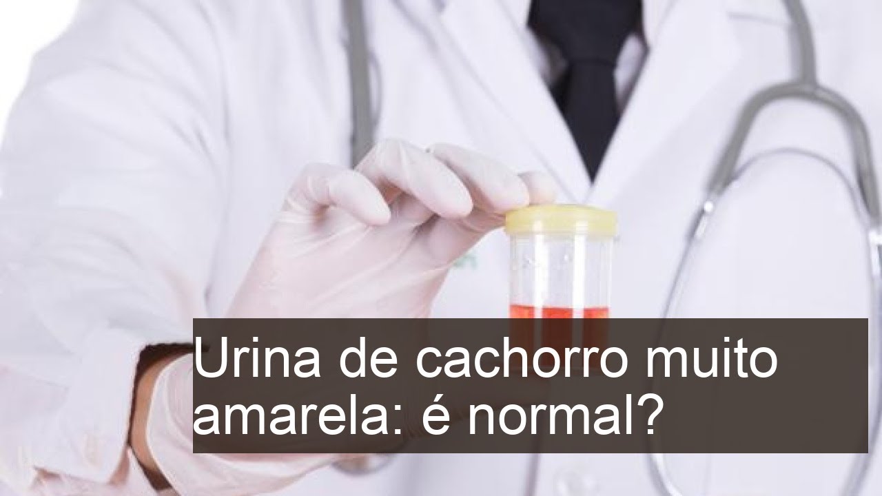 Urina de cachorro muito amarela: é normal? - Significado da cor do xixi