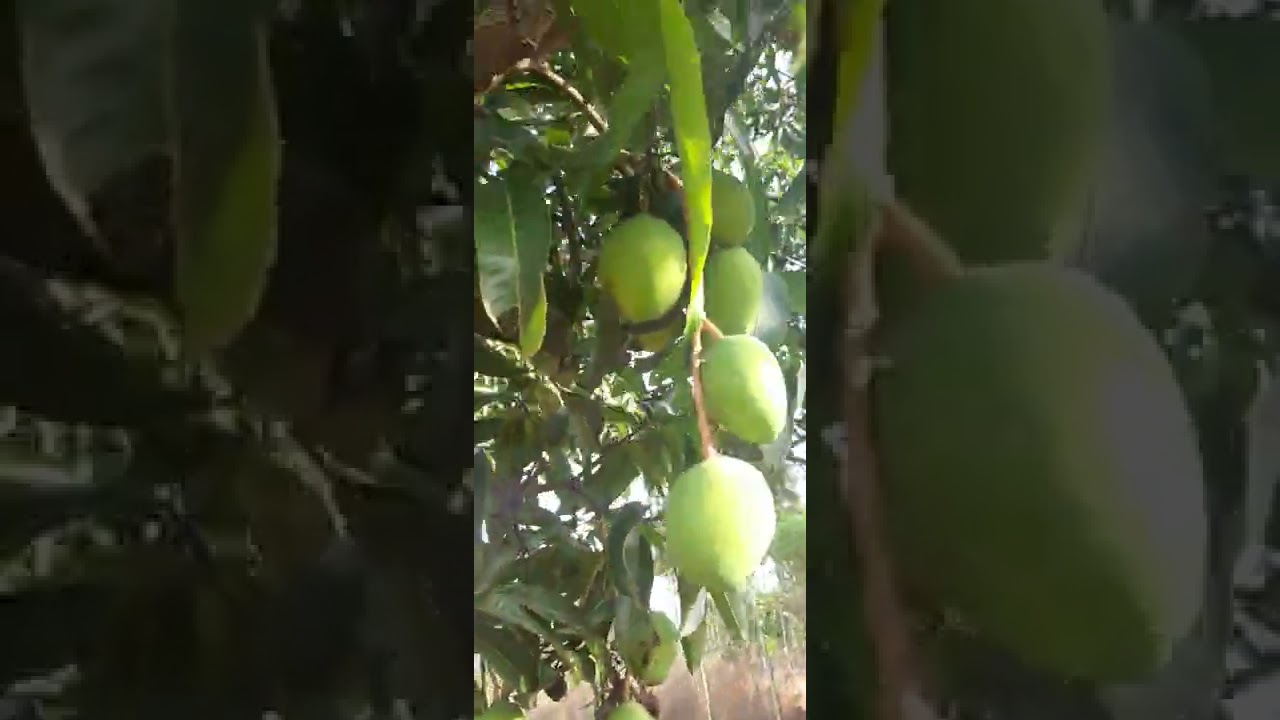 Mango Tree from my Garden/ Old and  big Senthoora mango tree
