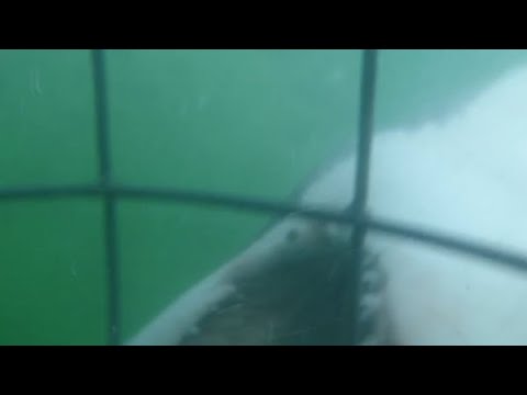 Great White Shark Severs Swimmers Legs