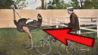 15 FASTEST Creatures on Land