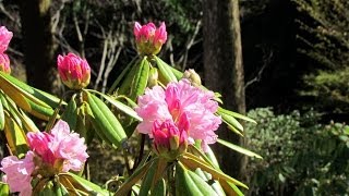 preview picture of video '上津江しゃくなげ園(Kamitsue Rhododendrons garden) in Hita city,Ooita'