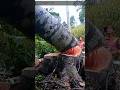 cutting down a large mahogany tree is risky#wood#woodworking #chainsaw#bigtree#shorts