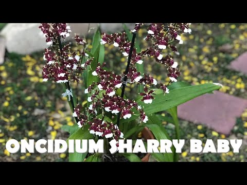 Oncidium Sharry Baby (Chocolate fragrant orchid)