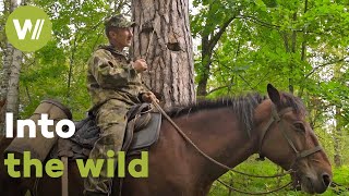 Harvesting bees in the Russian wilderness is not without risks
