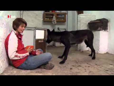 Menschen unter Wölfen Doku deutsch]