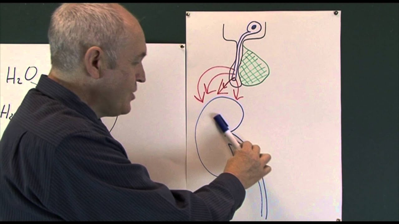 Body fluids 8, Water balance regulation and homeostasis