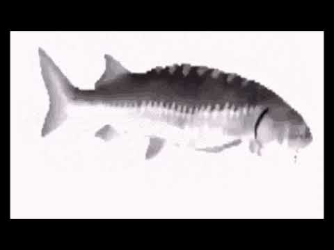 The One True Fish (Emotional)