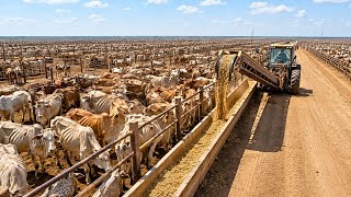 Como Eles GANHAM DINHEIRO Com VACAS Que NINGUÉM QUER?