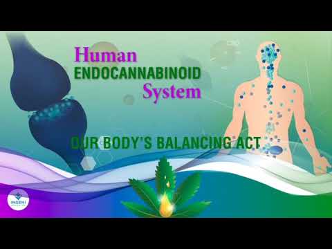 The Human Endocannabinoid System - Explainer Video