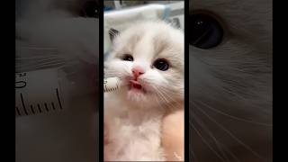 funny cat #cat #fyp #funny #fypシ #youtubeshorts #ytshorts #catvideos #catshorts #cute #memes #cats